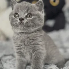 Alfred