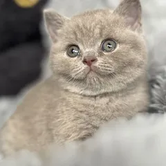 Almond