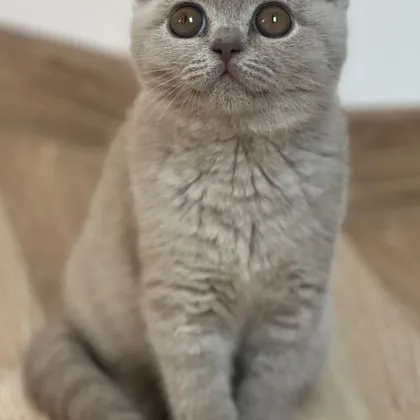 Miot U1