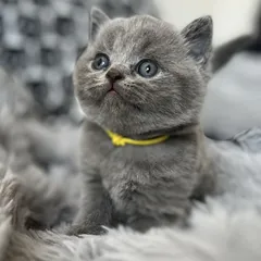 Zac